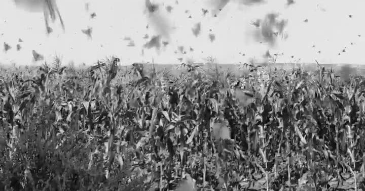 Locusts